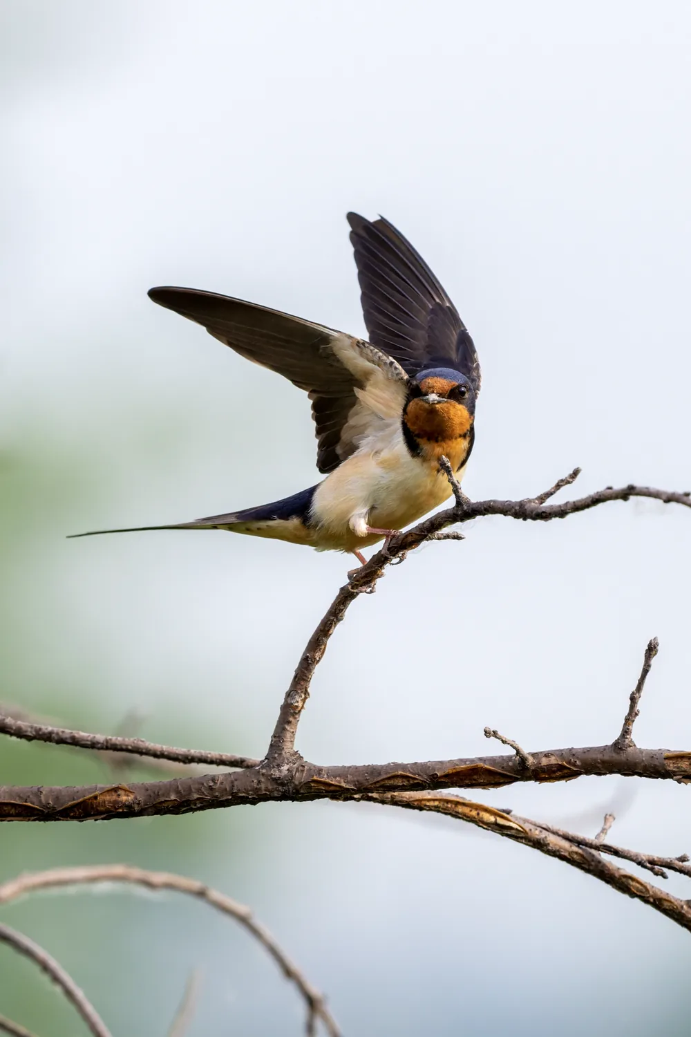 Barn Swallow, MO, USA