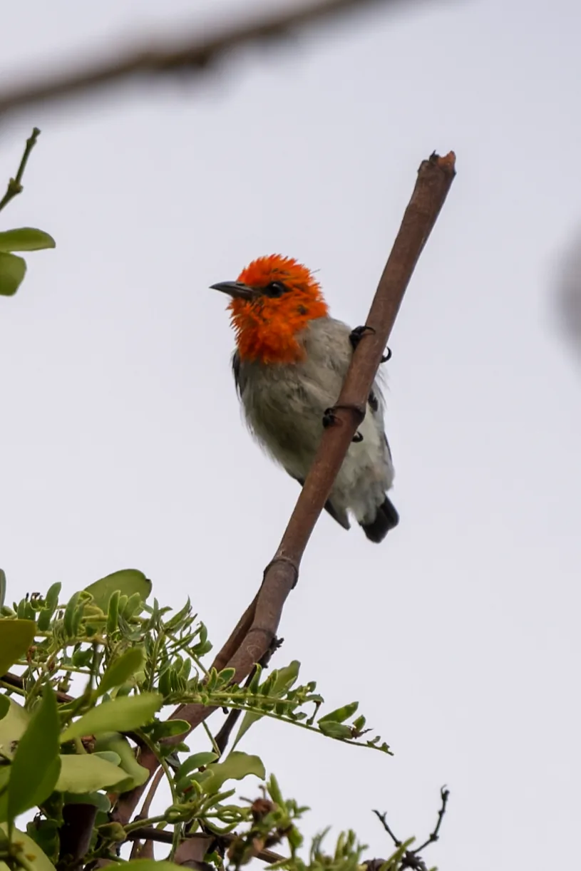 Scarlet-headed Flowpecker, Bali, Indonesia