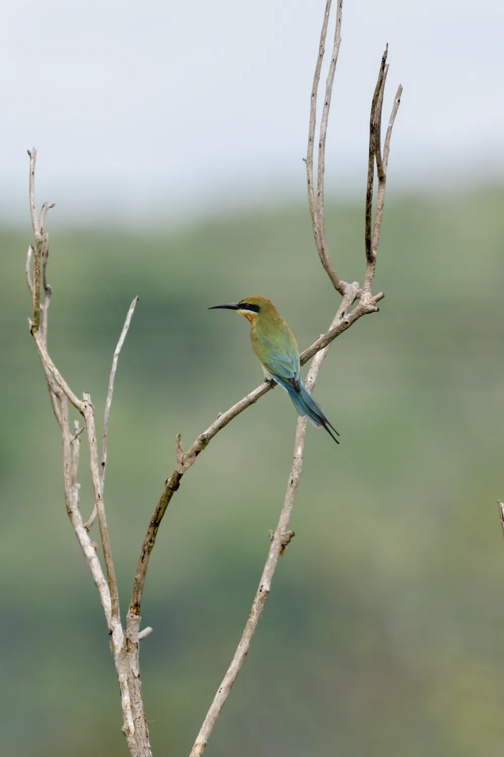 Blue-tailed Bee-eater, Bali, Indonesia