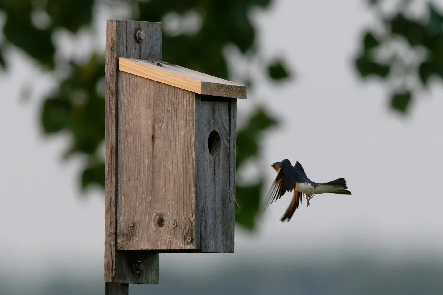 Barn Swallow, MO, USA