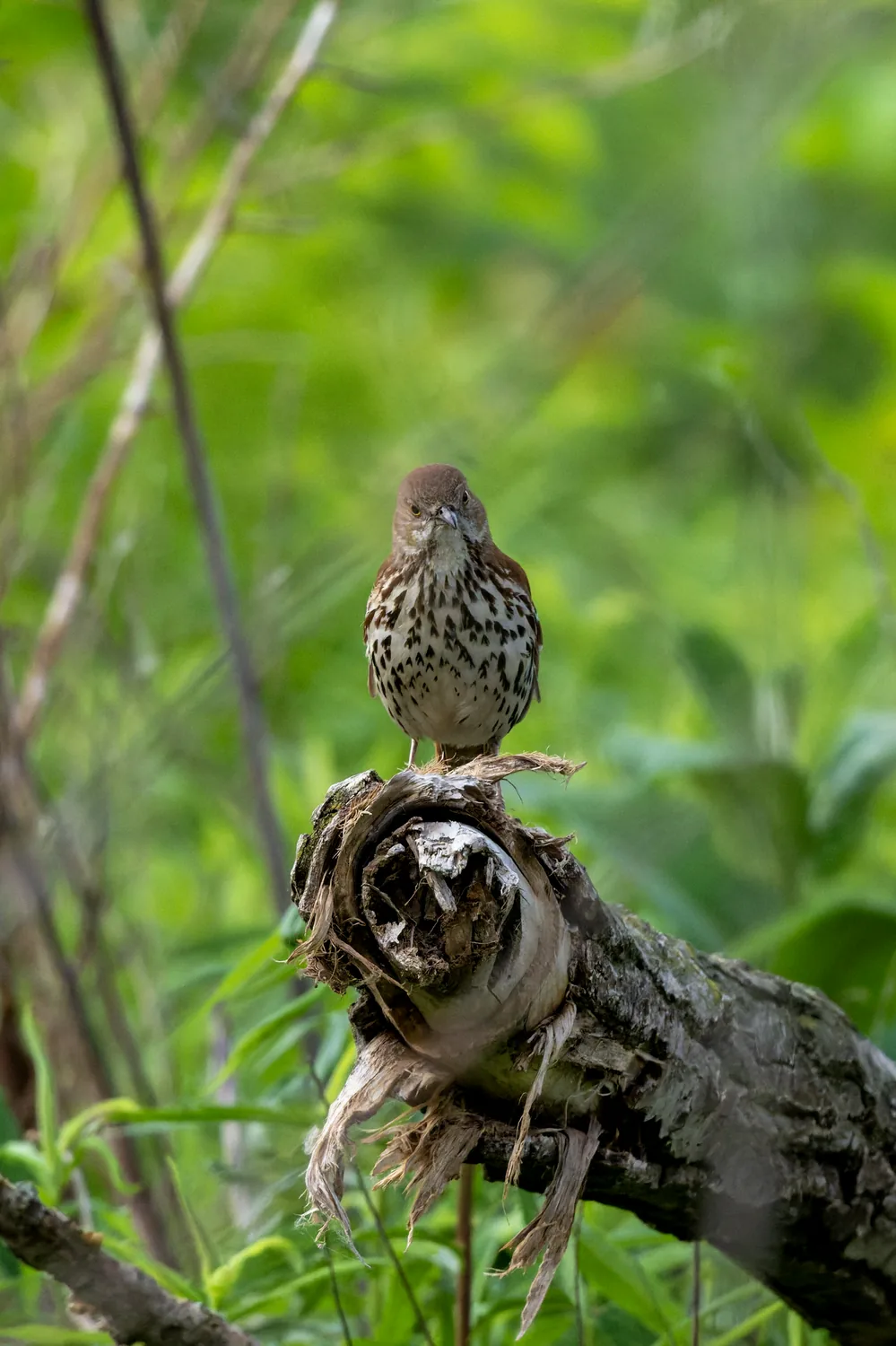 Brown Thrasher, MO, USA